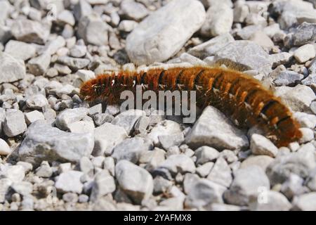 Brombeermotte (Macrothylacia rubi), August, Bayern, Deutschland, Europa Stockfoto
