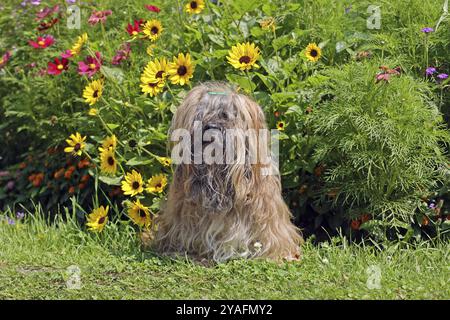 Lhasa Apso sitzt vor dem Blumenbeet Stockfoto