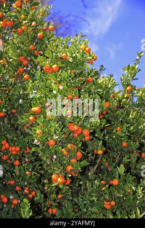 Calamondin-Orange (Citrofortunella microcarpa), Baum, Früchte, Kalifornien, USA, Nordamerika Stockfoto