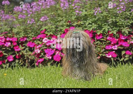 Lhasa Apso sitzt vor dem Blumenbeet Stockfoto