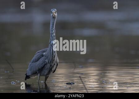 Graureiher (Ardea cinerea), stehend im Wasser eines Fischteiches und blickt direkt in die Kamera des Fotografen, Lausitz, Sachsen Stockfoto