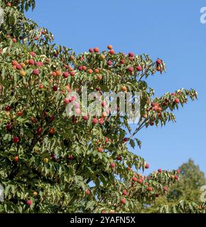 Japanisch blühender Hartholz (Cornus kousa), Früchte, Münsterland, Nordrhein-Westfalen, Deutschland, Europa Stockfoto