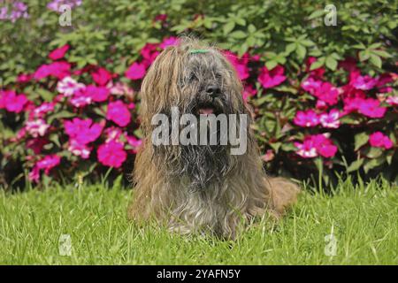 Lhasa Apso sitzt vor dem Blumenbeet Stockfoto