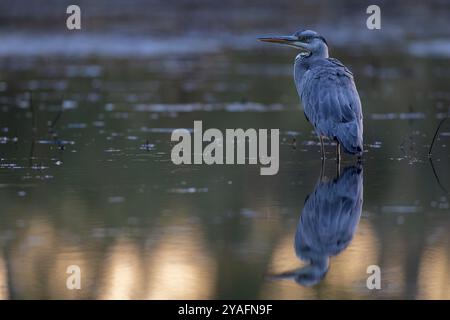 Graureiher (Ardea cinerea), entspannt im Wasser eines Fischteiches, Lausitz, Sachsen Stockfoto