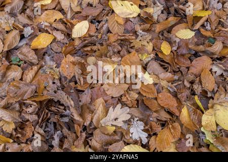 Herbstblätter in verschiedenen Brauntönen bedecken den Waldboden, Münsterland, Nordrhein-Westfalen, Deutschland, Europa Stockfoto