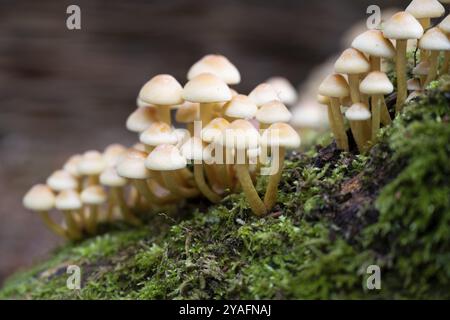 Nadelbüschel (Hypholoma capnoides), auch bekannt als Honig-Agarisch, wächst auf einem toten Baumstumpf in einem Wald, einer essbaren Pilzart aus der Familie der Stockfoto