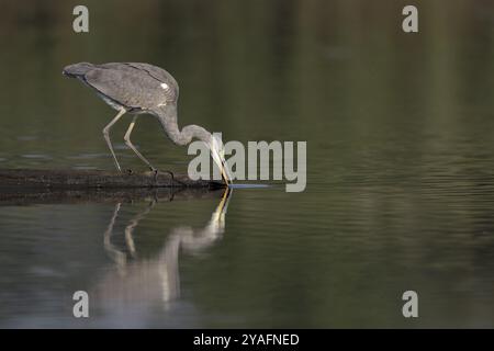 Graureiher (Ardea cinerea), auf einem Baumstamm stehend und im Wasser nach Nahrung suchen, Reflexion, Lausitz, Sachsen Stockfoto