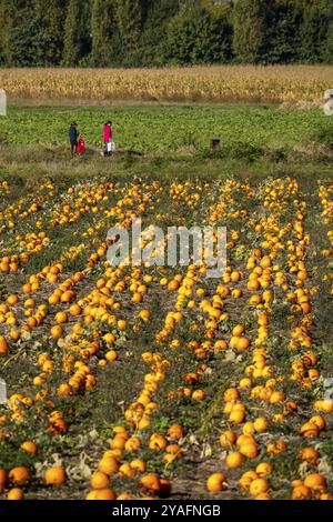 Kürbisfeld, reife Kürbisse, kurz vor der Ernte, bei Neuss, Nordrhein-Westfalen, Deutschland, Europa Stockfoto