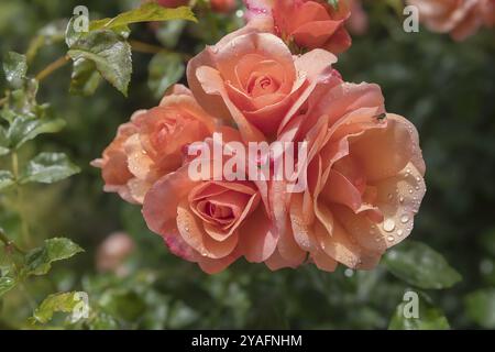 Rose (Rosa sp.) Mit Regentropfen, Münsterland, Nordrhein-Westfalen, Deutschland, Europa Stockfoto