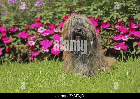 Lhasa Apso sitzt vor dem Blumenbeet Stockfoto