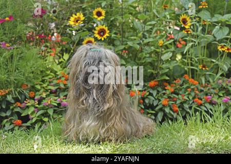 Lhasa Apso sitzt vor dem Blumenbeet Stockfoto