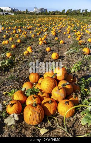 Kürbisfeld, reife Kürbisse, kurz vor der Ernte, bei Neuss, Nordrhein-Westfalen, Deutschland, Europa Stockfoto