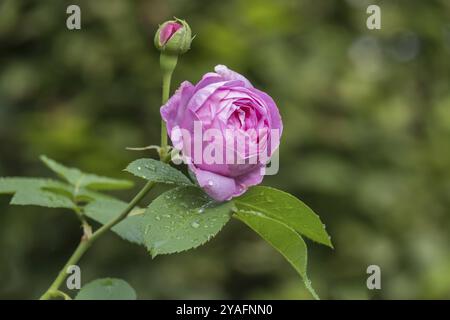 Rose (Rosa sp.), Raindrops, Nordrhein-Westfalen, Deutschland, Europa Stockfoto