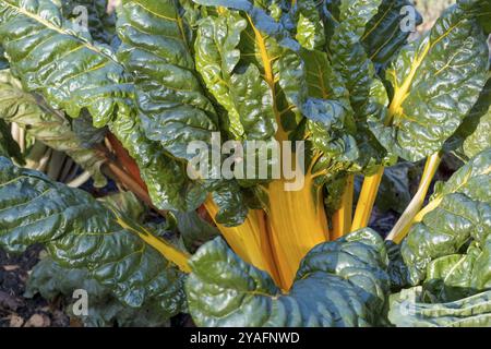 Mangold, Gelbstiele, Gemüsepflaster, Nordrhein-Westfalen, Deutschland, Europa Stockfoto