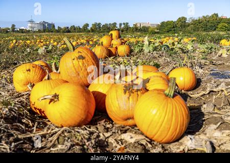 Kürbisfeld, reife Kürbisse, kurz vor der Ernte, bei Neuss, Nordrhein-Westfalen, Deutschland, Europa Stockfoto