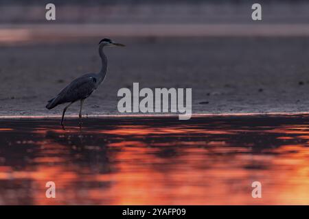 Graureiher (Ardea cinerea), bei Sonnenaufgang, am Ufer eines entwässerten Fischteiches, Lausitzer, Sachsen Stockfoto