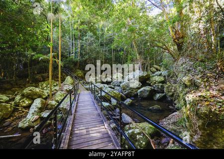 Kondalilla Falls Circuit an den Kondalilla Falls im Kondalilla National Park an einem warmen, sonnigen Wintertag in der Nähe von Montville in Queensland, Australien, Ozeanien Stockfoto