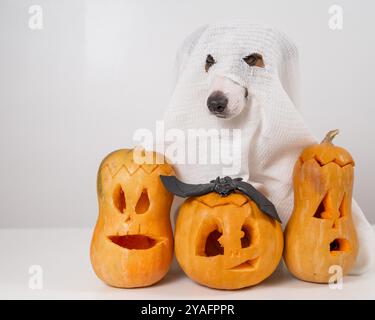 Jack Russell Terrier Hund in einem Geisterkostüm und drei Jack-o-Laternen auf weißem Hintergrund. Stockfoto