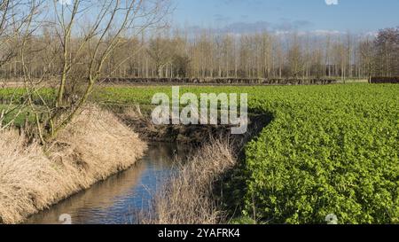 Blick auf das gepflügte Land der Zuckerrübenfelder im Spätwinter um Hakendover und Zoutleeuw, Flandern, Belgien, Europa Stockfoto