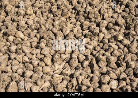 Haufen von geernteten Zuckerrüben, Beta vulgaris in Zellik, Flandern, Belgien, Europa Stockfoto