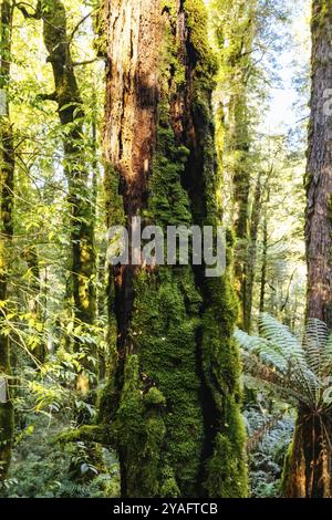 Die atemberaubende öffentliche Rainforest Gallery an den Hängen des Mt. Donna Buang bei Warburton Victoria, Australien, Ozeanien Stockfoto