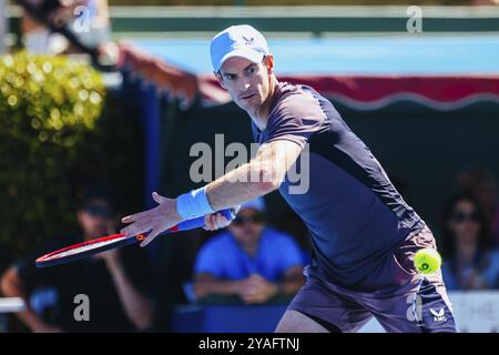 MELBOURNE, AUSTRALIEN, 11. JANUAR: Sir Andy Murray aus Großbritannien auf dem Weg, Dominic Thiem von Österreich am zweiten Tag des Kooyong C 2024 zu besiegen Stockfoto