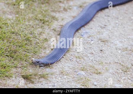 Eine Highlands Copperhead-Schlange, die im Sommer auf dem Cascades Trail im Kosciuszko National Park in New South Wales, Australien, Ozeanien gesehen wird Stockfoto