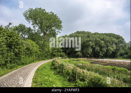 Eine kurvige Kopfsteinpflasterstraße durch den Park mit Schrebergärten, Ganshoren, Brüssel, Belgien, Europa Stockfoto