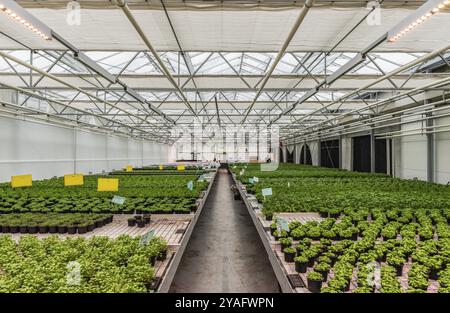 Anderlecht, Region Brüssel-Hauptstadt, Belgien, 12 07 2019 Anbau von Gewächshäusern auf dem Dach der Aquaphonic Farms, Europa Stockfoto