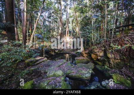 Kondalilla Falls Circuit an den Kondalilla Falls im Kondalilla National Park an einem warmen, sonnigen Wintertag in der Nähe von Montville in Queensland, Australien, Ozeanien Stockfoto