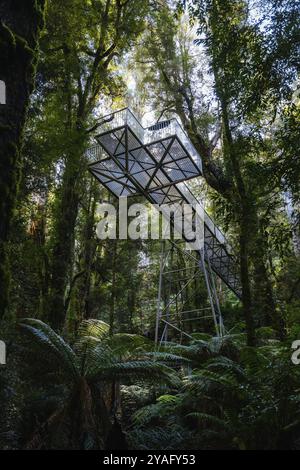 Die atemberaubende öffentliche Rainforest Gallery an den Hängen des Mt. Donna Buang bei Warburton Victoria, Australien, Ozeanien Stockfoto
