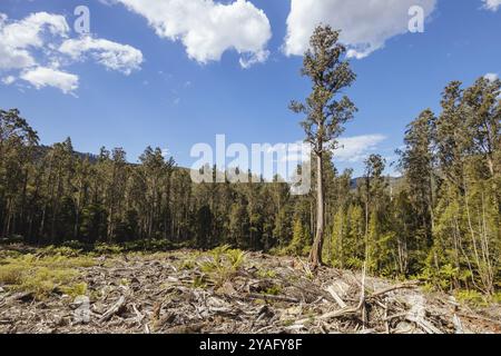 STYX VALLEY, AUSTRALIEN, 20. FEBRUAR: Forstwirtschaft Tasmanien setzt die Holzfällung des Southwest National Park im Styx Valley fort, das zum Weltkulturerbe gehört. Dieses AR Stockfoto