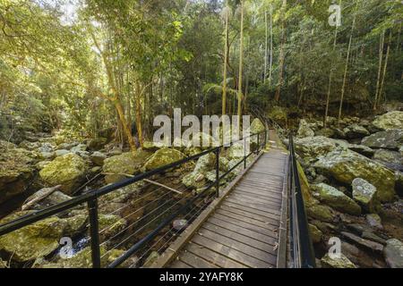 Kondalilla Falls Circuit an den Kondalilla Falls im Kondalilla National Park an einem warmen, sonnigen Wintertag in der Nähe von Montville in Queensland, Australien, Ozeanien Stockfoto