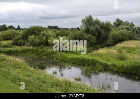 Blick auf die natürliche Aue mit Ackerland und Feuchtgebiet rund um Ochten, Niederlande, Europa Stockfoto