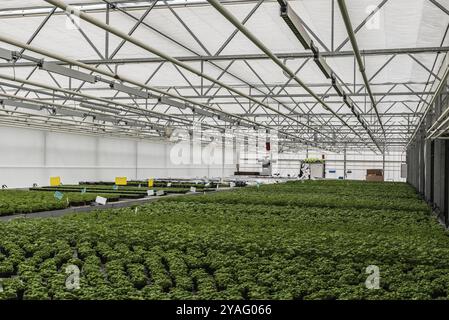 Anderlecht, Region Brüssel-Hauptstadt, Belgien, 12 07 2019 Anbau von Gewächshäusern auf dem Dach der Aquaphonic Farms, Europa Stockfoto