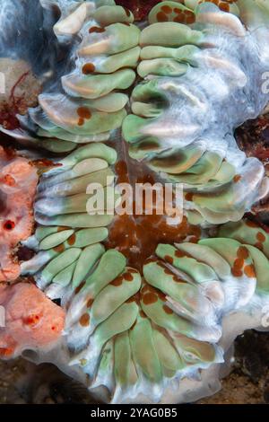 Acoel Fladenwürmer, Waminoa sp, Bubble Coral, Plerogyra sinuosa, Vogelwand Tauchplatz, Waigeo Island, Raja Ampat, West Papua, Indonesien Stockfoto