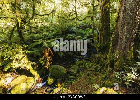 Die atemberaubende öffentliche Rainforest Gallery an den Hängen des Mt. Donna Buang bei Warburton Victoria, Australien, Ozeanien Stockfoto
