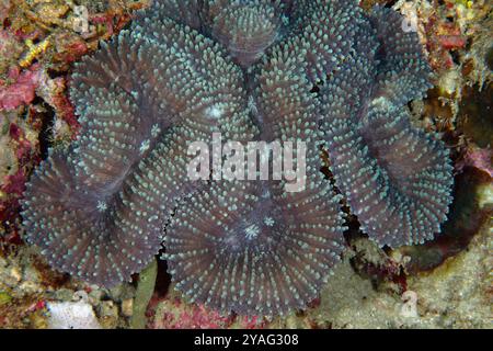 Hard Coral, Lobophyllia sp, mit Polypen, Tauchplatz am Napolean Reef, Pemuteran, Buleleng Regency, Bali, Indonesien Stockfoto