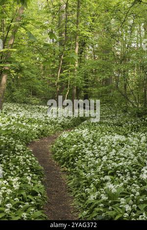 Landschaftsbild von allium ursinum, breitblättrigem Knoblauch, im Brüsseler Wald an einem Frühlingstag, Brüssel, Belgien, Europa Stockfoto