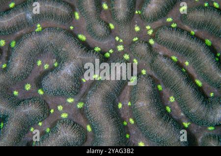 Hard Coral, Lobophyllia sp, mit Polypen, Tauchplatz am Napolean Reef, Pemuteran, Buleleng Regency, Bali, Indonesien Stockfoto