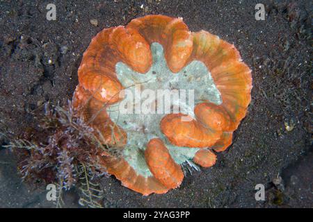 Fused Lobophyllia, Lobophyllia sp, Wrack Slope Tauchplatz, Tulamben, Karangasem, Bali, Indonesien Stockfoto