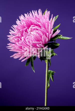 Blühende pinkfarbene Aster Lady Coral auf lila Hintergrund. Blumenkopf-Nahaufnahme Stockfoto
