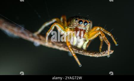 Springende Spinne mit großen Augen auf einem Ast, die ihre komplexen Details und exotischen Farben in einer Nahaufnahme zeigt. Stockfoto