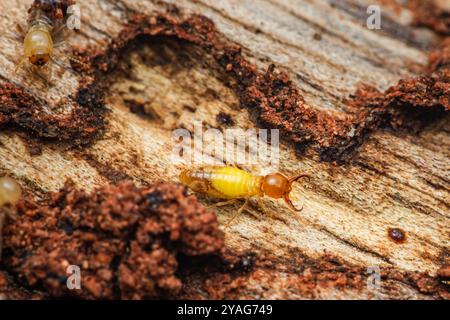 Termite läuft auf einem Stück verwittertem Holz, bildet Tunnel und verursacht Schäden. Stockfoto