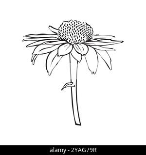 Illustration der Vektorumrisse des Echinacea-Vektors. Handgezeichnetes Echinacea-Clipart. Schwarze Linie Echinacea. Linearzeichnung der Heilkräuter auf dem Hintergrund. Sketc Stock Vektor