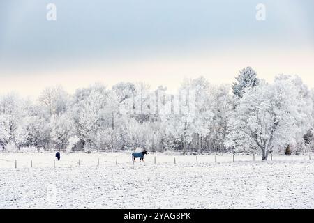 Pferde auf einer Weide ein kalter, frostiger Wintertag auf dem Land Stockfoto
