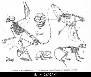 Gustav Mühel (1839-93) - Affen- und Lemurskelette , Brehms Tierleben. Drittens: Überarbeiteter Druck. Säugetiere, erstes Volumen. Leipzig und Wien: Bibliographisches Institut, 1890. Stockfoto