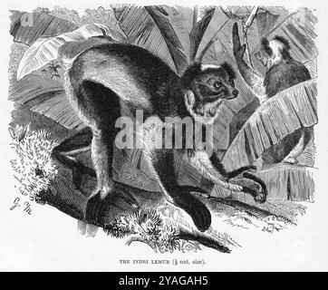 Gustav Mühel (1839–93) – Indri Lemur, Brehms Tierleben. Drittens: Überarbeiteter Druck. Säugetiere, erstes Volumen. Leipzig und Wien: Bibliographisches Institut, 1890. Stockfoto