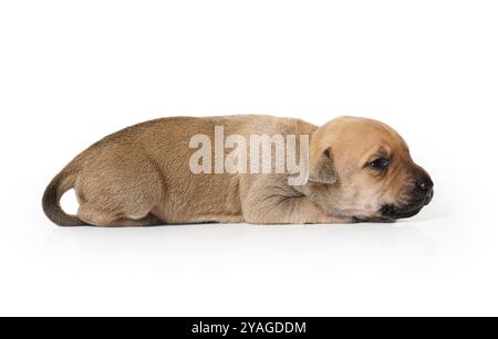 Der 10 Tage alte amerikanische Pit Bull Terrier Welpe liegt isoliert auf einem weißen Hintergrund Stockfoto