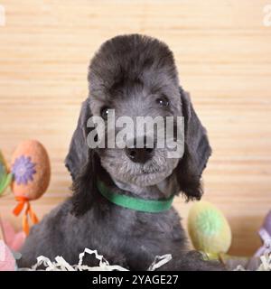 Porträt eines zwei Monate alten Bedlington Terrier Welpen im Haus Stockfoto